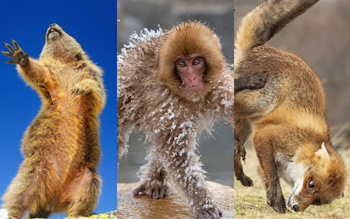 2019“搞笑野生动物摄影奖”出炉，这些家伙太有意思了！