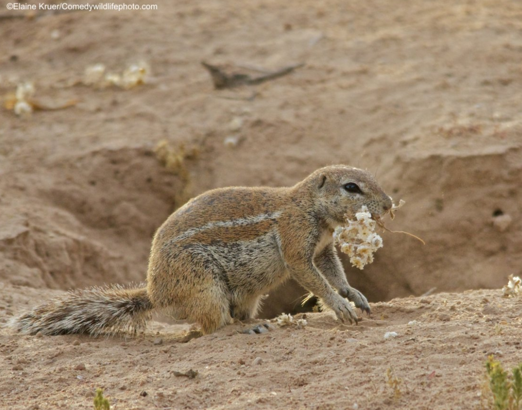 2019“搞笑野生动物摄影奖”出炉，这些家伙太有意思了！