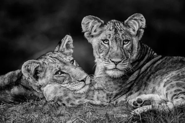 2019自然摄影师大赛优秀作品欣赏，来自全世界的惊艳瞬间