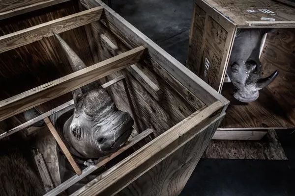 2019自然摄影师大赛优秀作品欣赏，来自全世界的惊艳瞬间