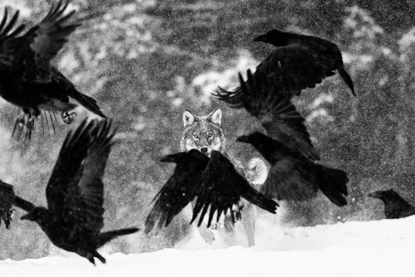 2019自然摄影师大赛优秀作品欣赏，来自全世界的惊艳瞬间