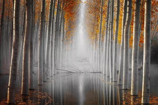 2019自然摄影师大赛优秀作品欣赏，来自全世界的惊艳瞬间