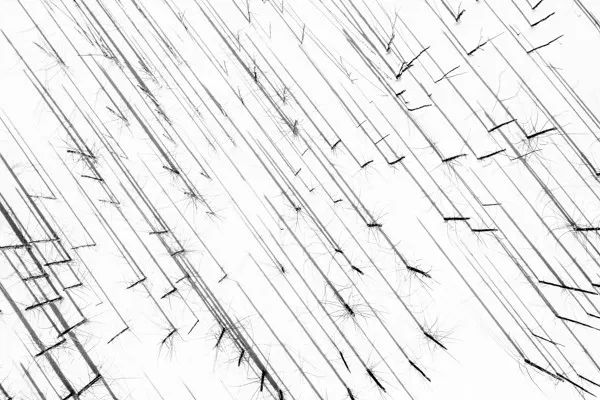 2019自然摄影师大赛优秀作品欣赏，来自全世界的惊艳瞬间