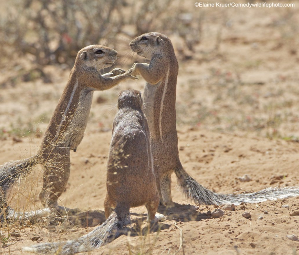2019“搞笑野生动物摄影奖”出炉，这些家伙太有意思了！