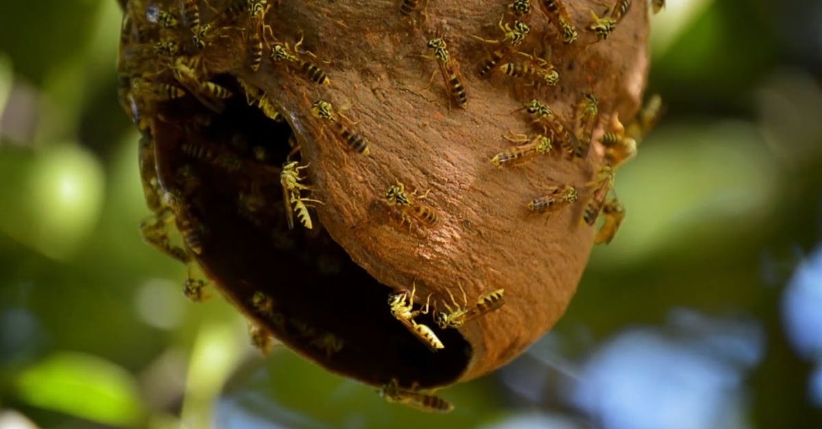 1792980|危险的蜜蜂蜂巢HDCC0视频素材插图
