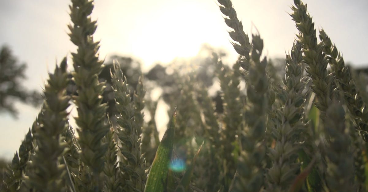 1620048|日出时的小麦麦田农作物CC0视频素材插图