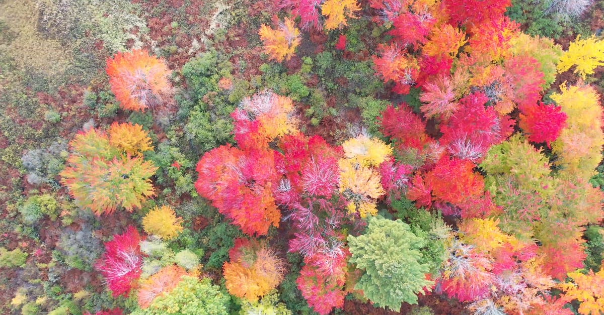 3173406|秋天植物树木颜色漂亮的4KCC0视频素材插图