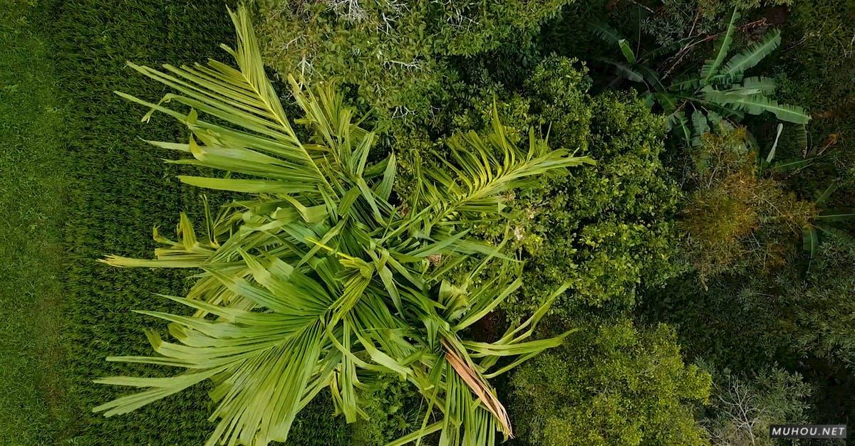 3333648|航拍绿色森林中的椰子树牧场4KCC0视频素材插图