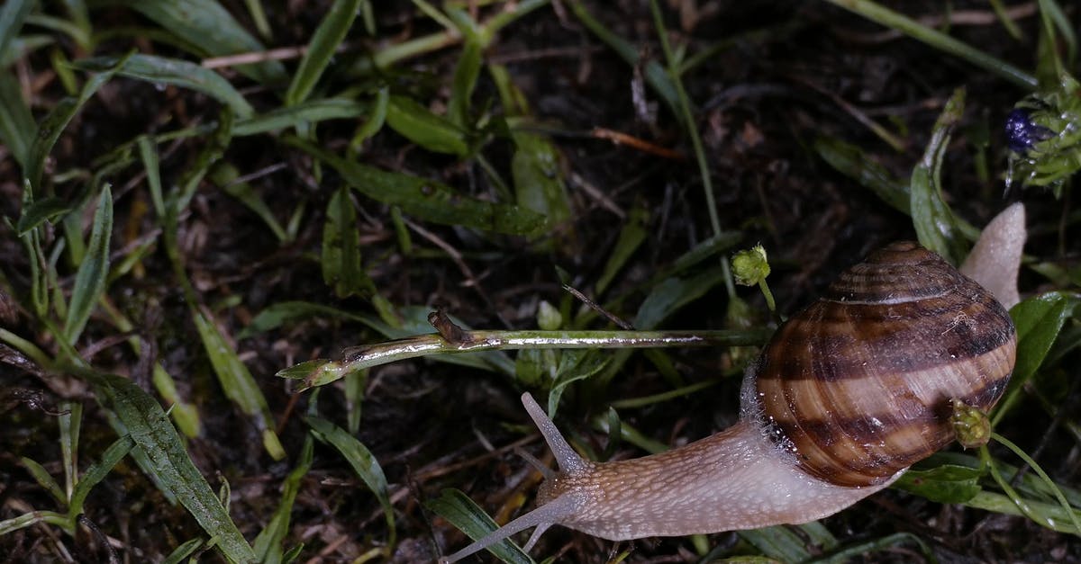 953899|湿润的草地上蜗牛爬行4KCC0视频素材插图