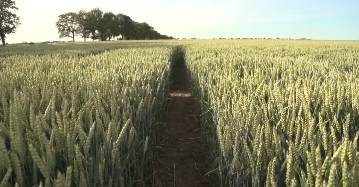 1509172|夏季的小麦稻田地实拍CC0视频素材插图