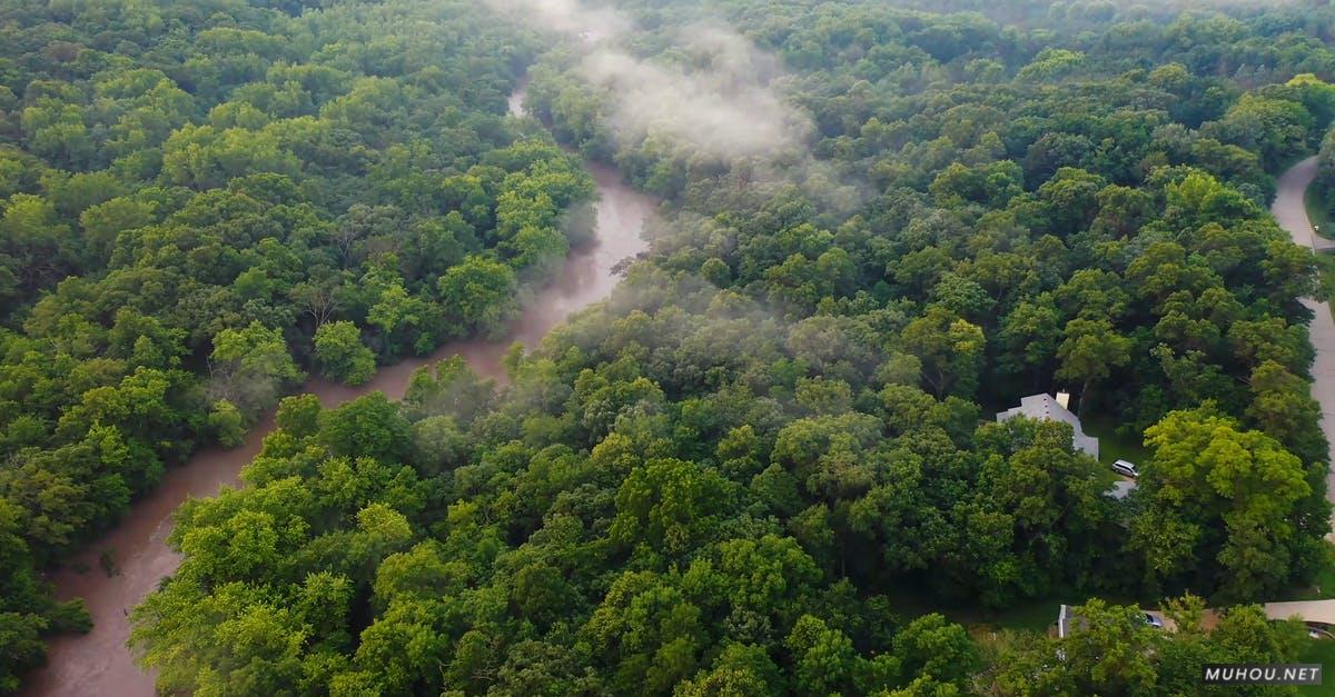 2739679|森林, 树木, 薄雾大疆DJI拍摄的4KCC0视频素材插图