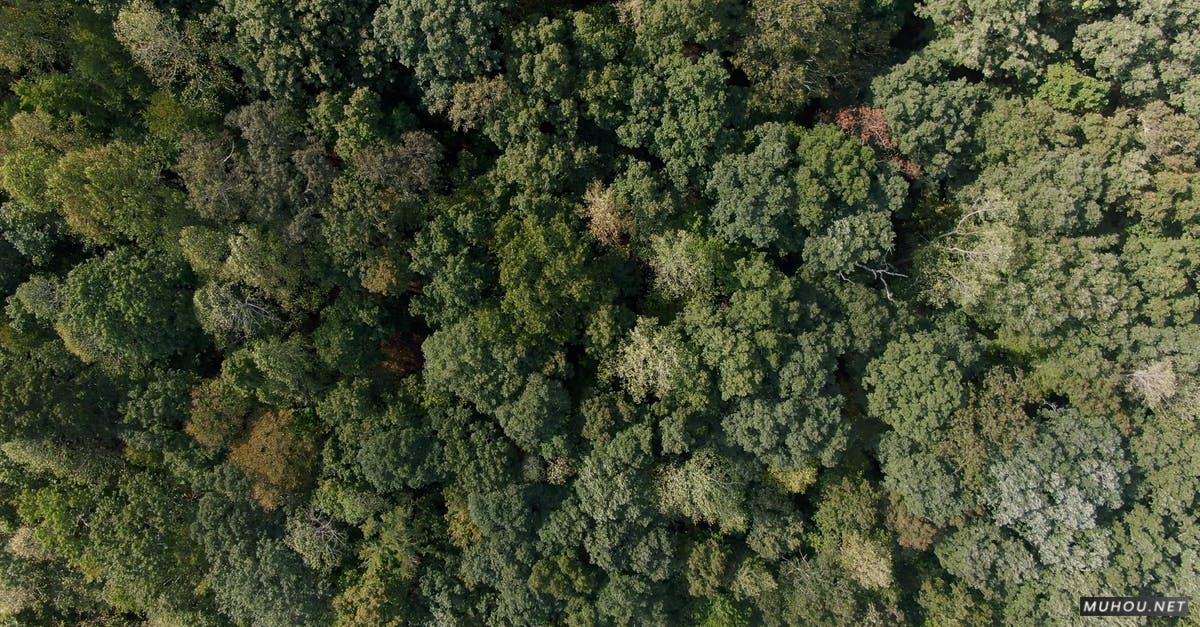 2973330|有天篷, 森林, 树木大疆DJI拍摄的4KCC0视频素材插图