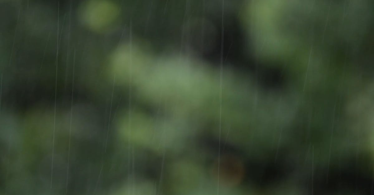 3512232|森林中下雨雨线实拍CC0视频素材插图