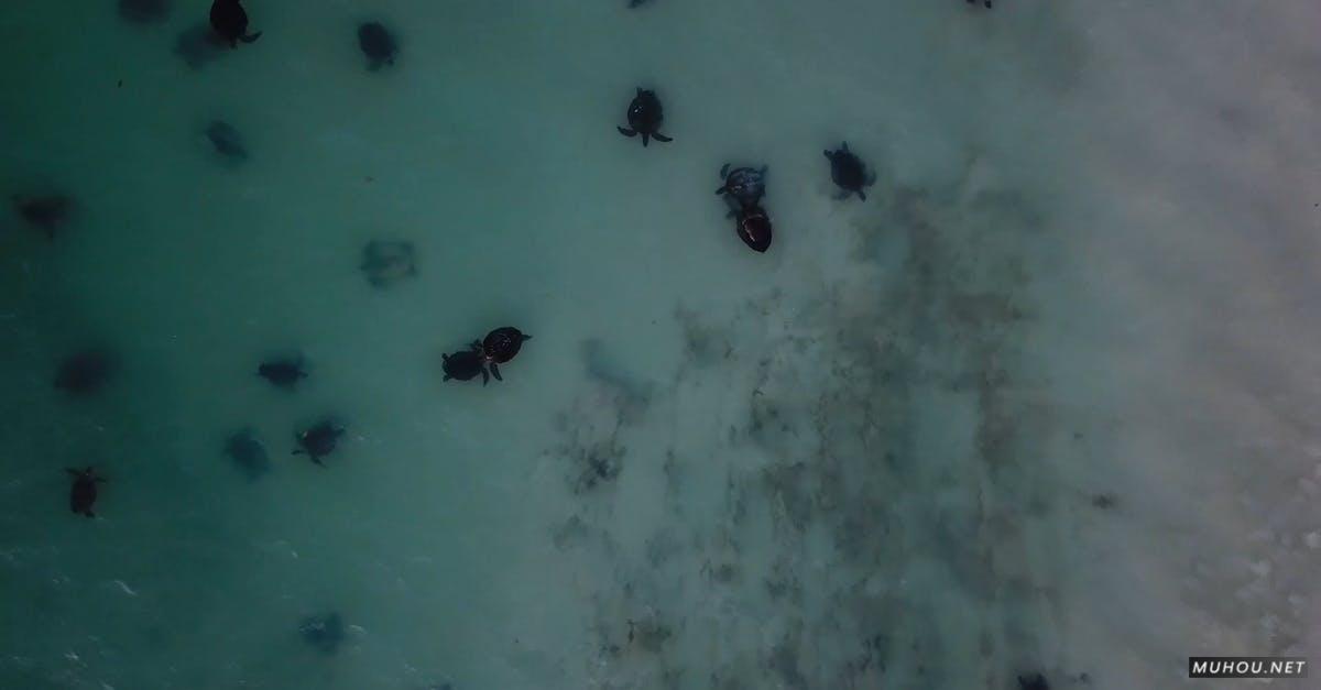 3332919|有关两栖海洋生物的4KCC0视频素材插图