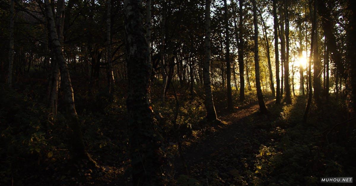 3151458|森林中的日出太阳升起光线4KCC0视频素材插图
