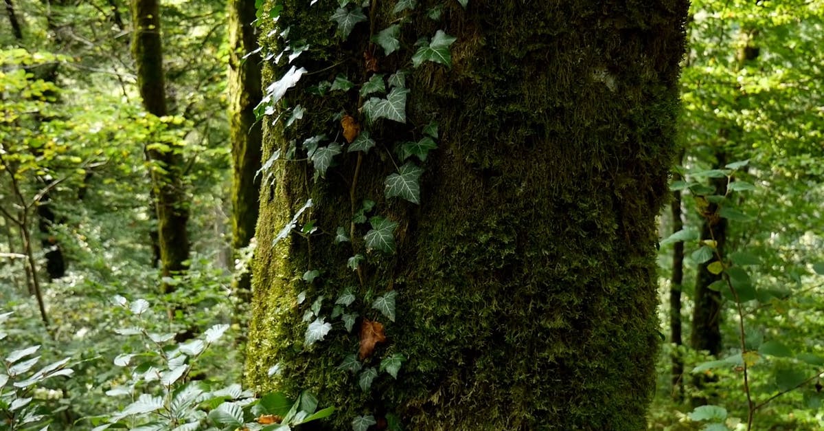 3239812|森林中的绿色树木苔藓CC0视频素材插图