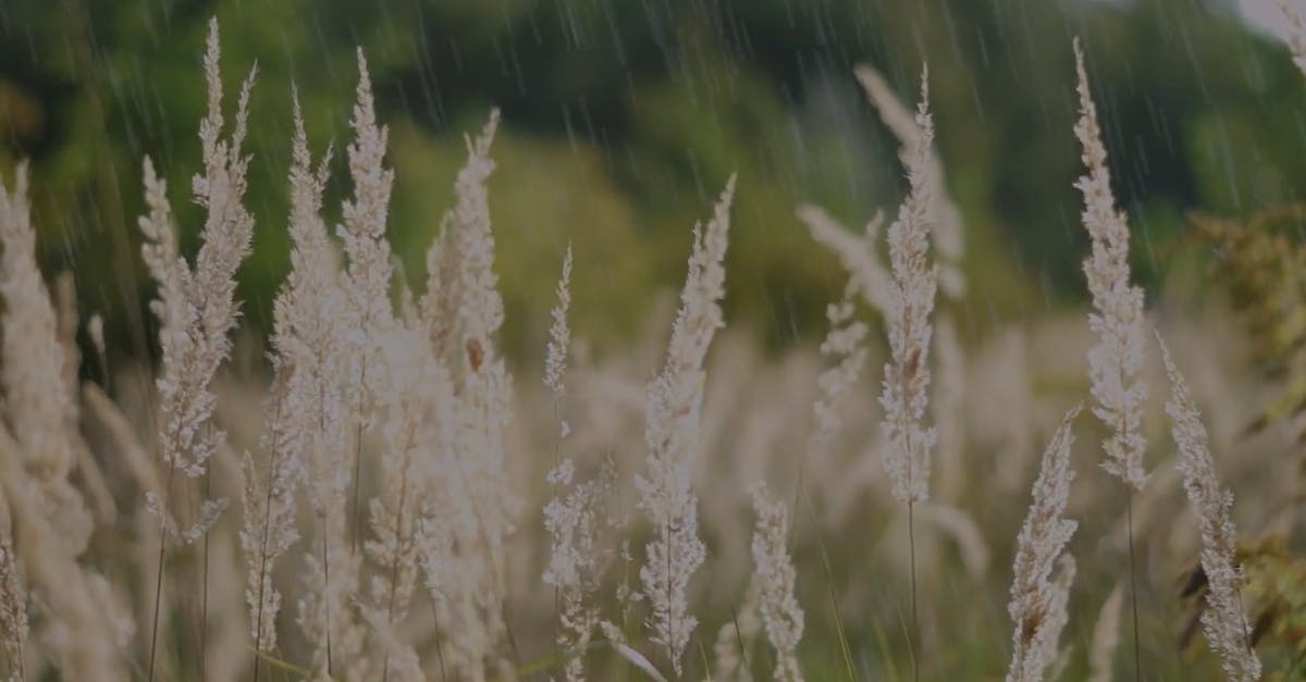855592|下雨天的田地植物CC0视频素材