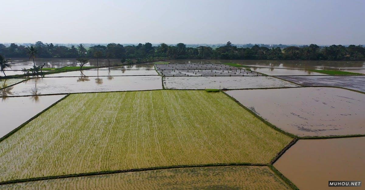 2679972|农业农耕种植稻田空中拍摄的4KCC0视频素材