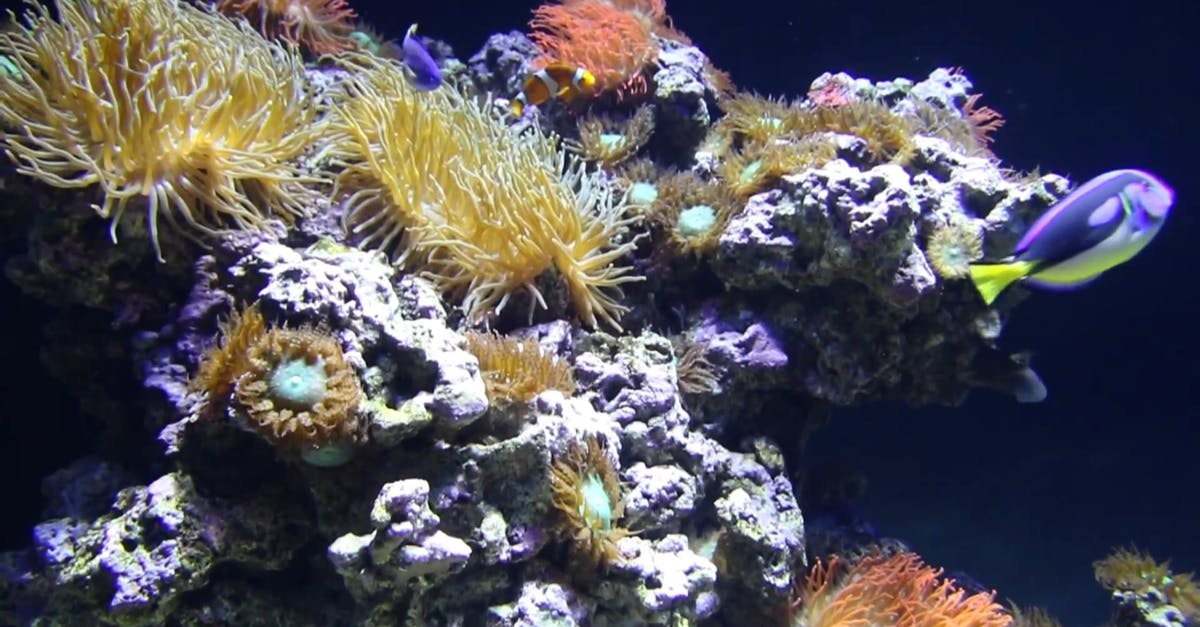 2558620|岩石中的水珊瑚和小丑鱼CC0视频素材插图