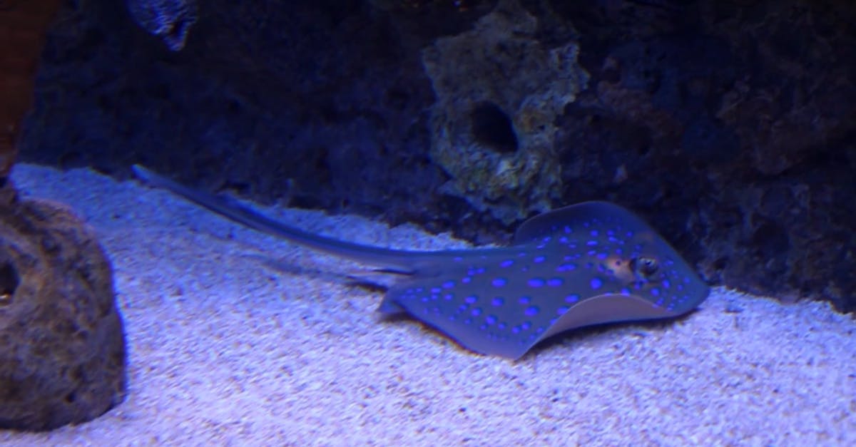 2561847|水下的蝙蝠鱼水族馆CC0视频素材插图