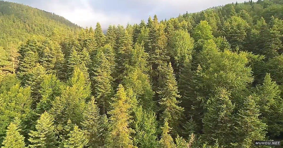 3116952|山, 松树森林大疆DJI拍摄的CC0视频素材插图