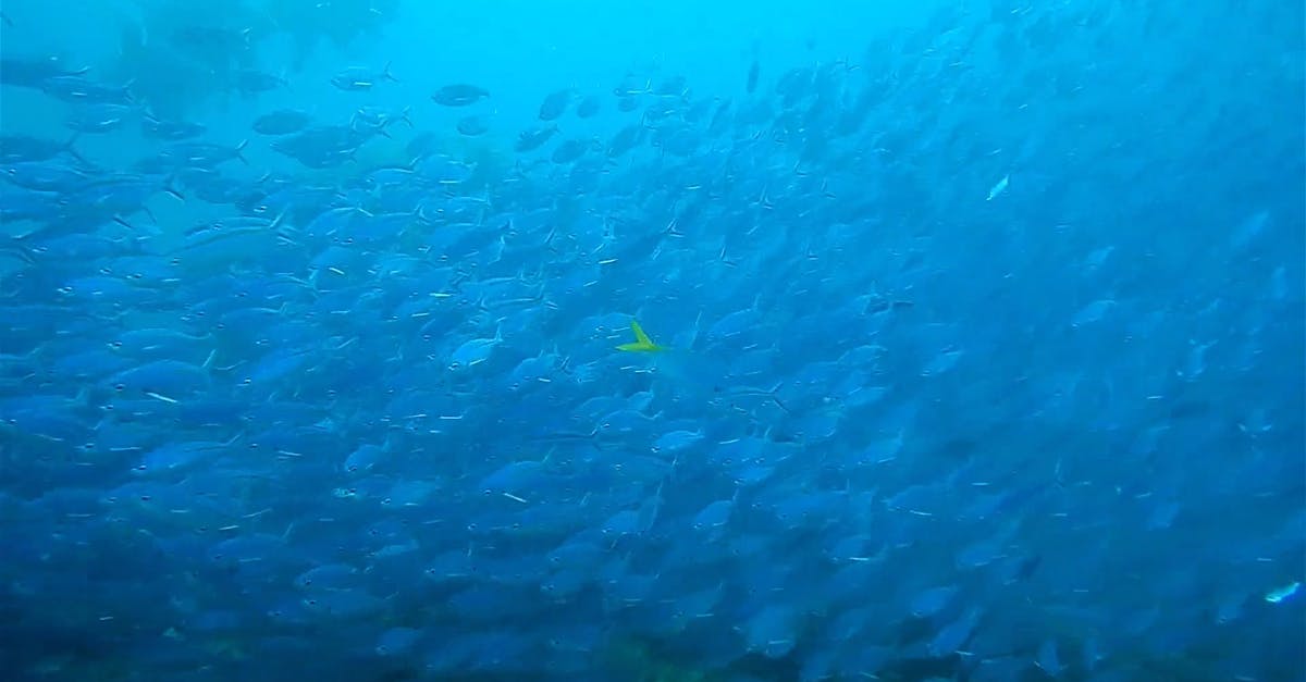 1151480|水肺潜水蓝色的鱼群CC0视频素材插图