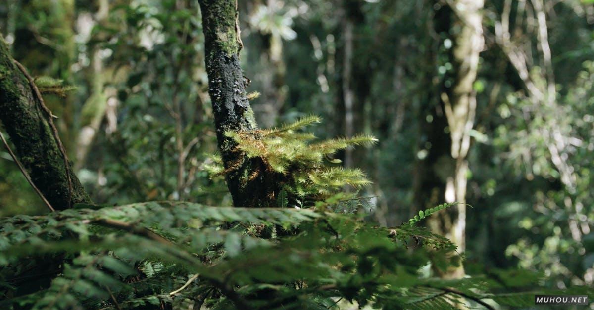2882118|森林中的蕨类植物特写4KCC0视频素材