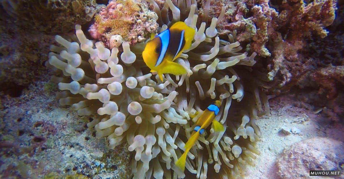 1631763|小丑鱼和海中的海葵珊瑚CC0视频素材