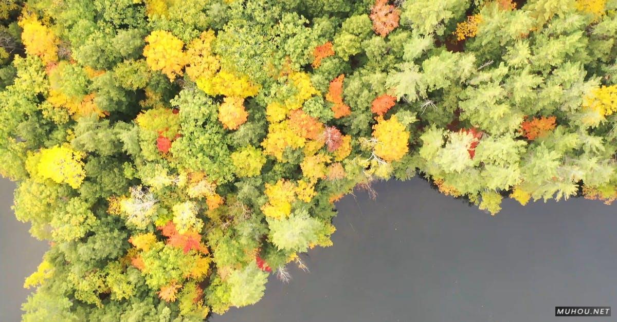 3173407|航拍秋季河边的森林4KCC0视频素材插图