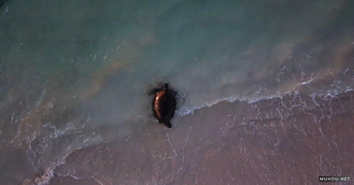 3153810|岸边的海龟动物航拍4KCC0视频素材插图