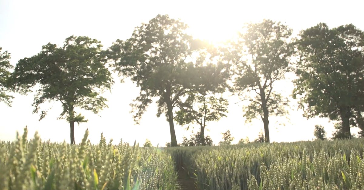 1620047|农田小麦日出阳光实拍CC0视频素材插图