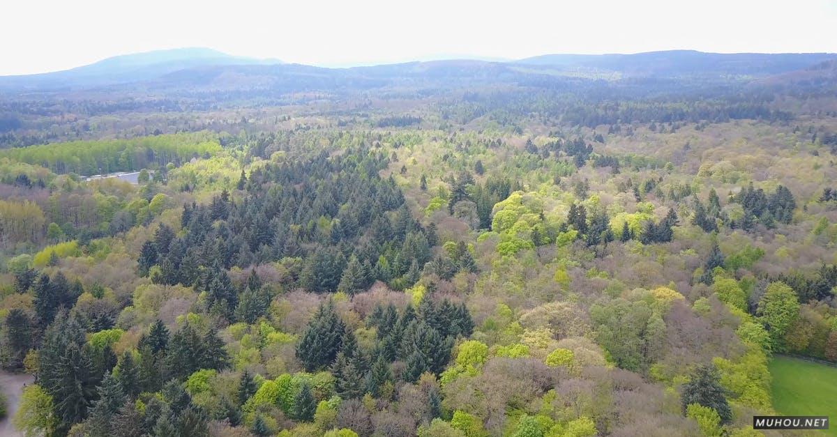 856174|森林树木自然美景大疆DJI拍摄的4KCC0视频素材