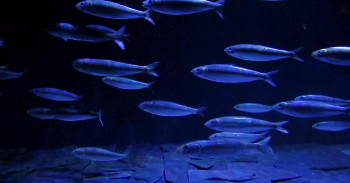 2556513|有关动物, 发光的水族箱鱼群CC0视频素材