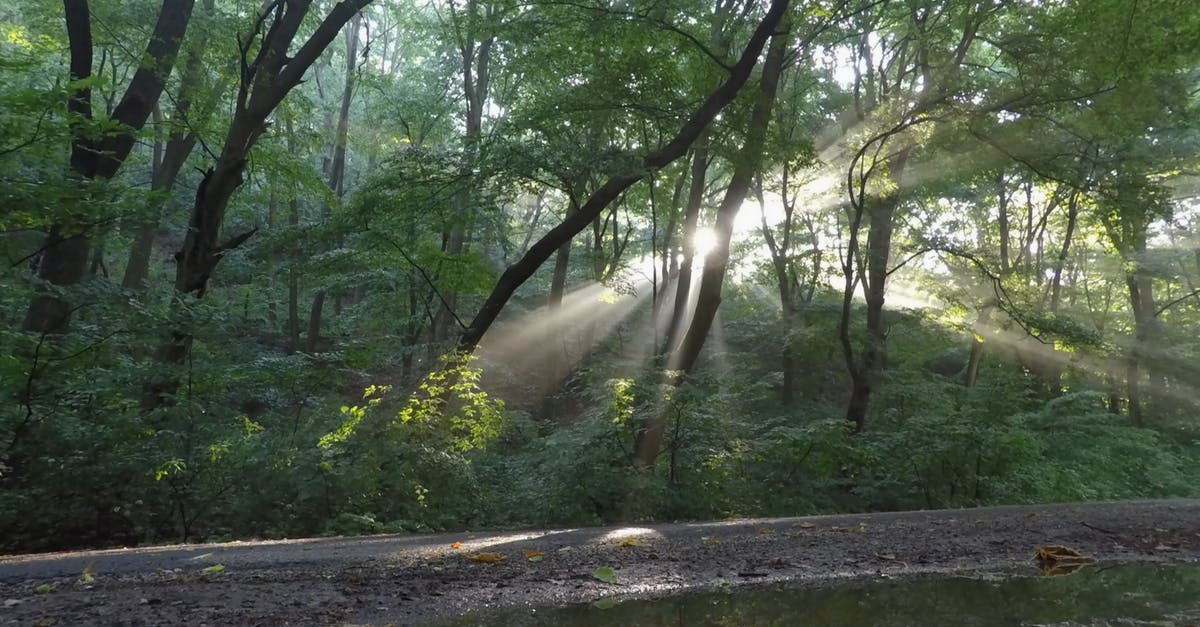 854510|森林的树木阳光穿透4K视频
