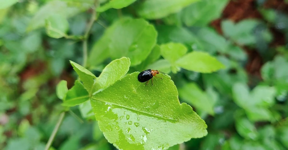 3140099|下雨后树叶上的甲虫瓢虫CC0视频素材