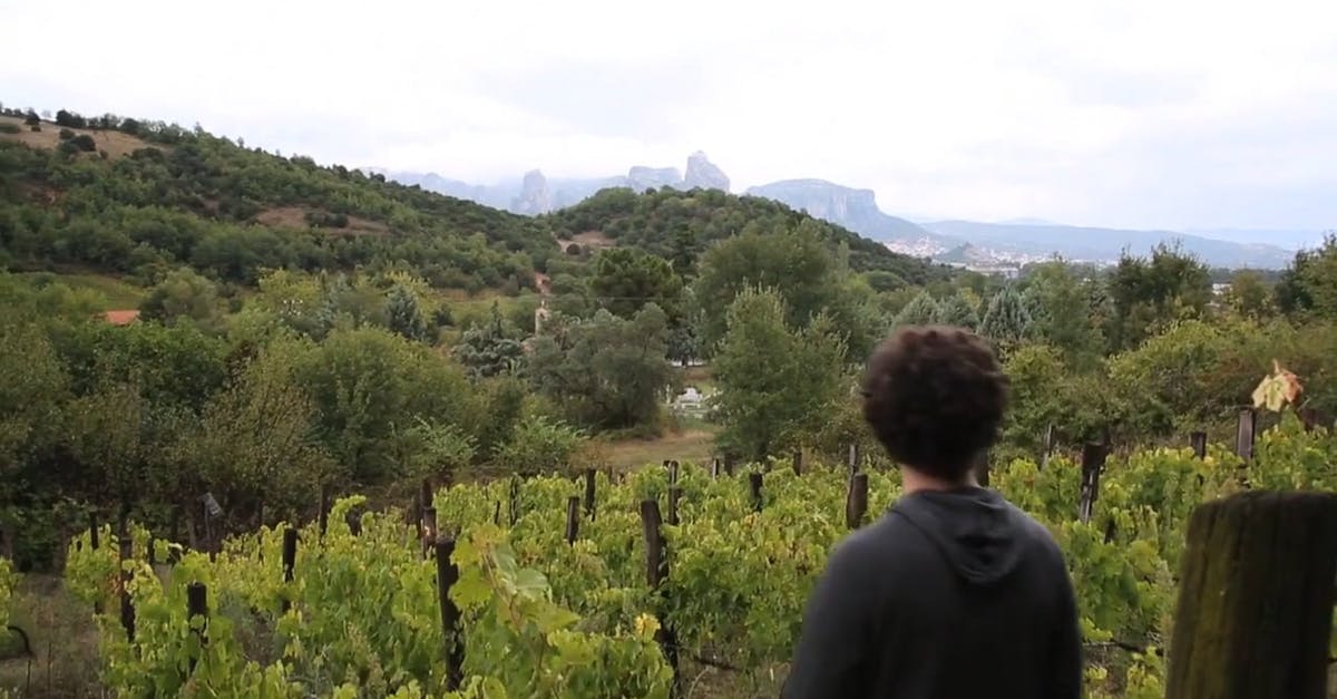 857092|葡萄树前的男人实拍CC0视频素材插图