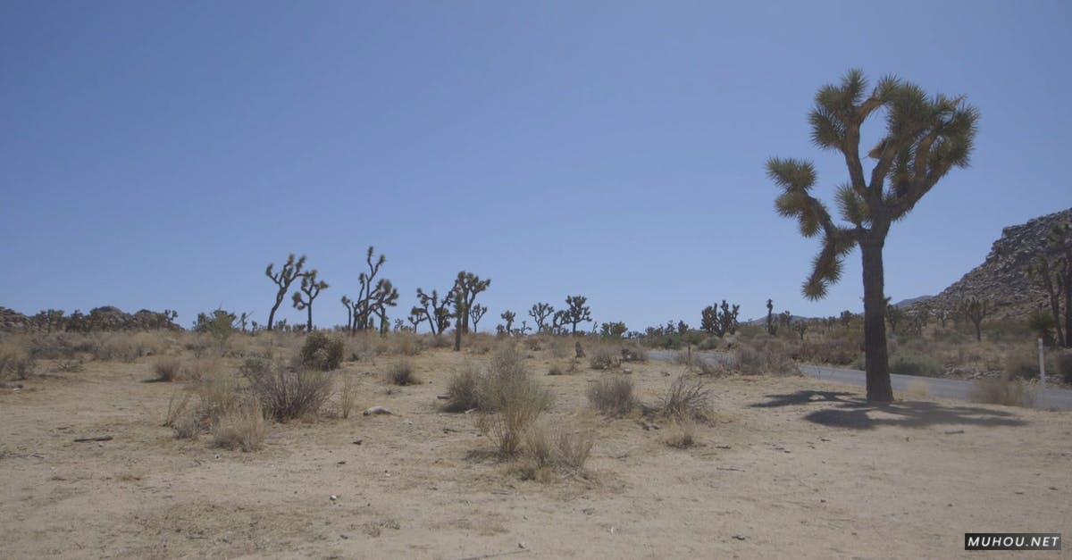 3010846|沙漠荒凉土地上的仙人掌CC0视频素材插图