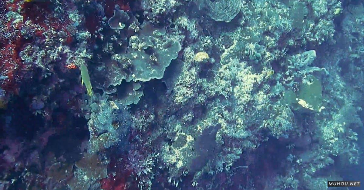 1456997|印尼海洋海底的动物珊瑚章鱼CC0视频素材