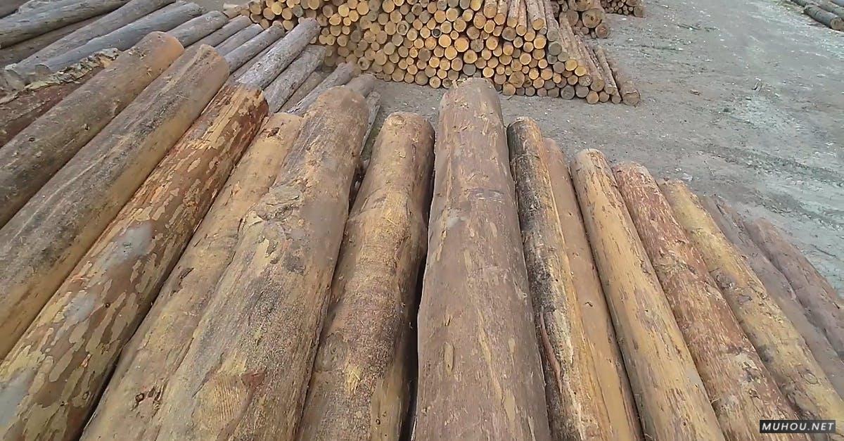 3116951|伐木场的树干木头桩CC0视频素材