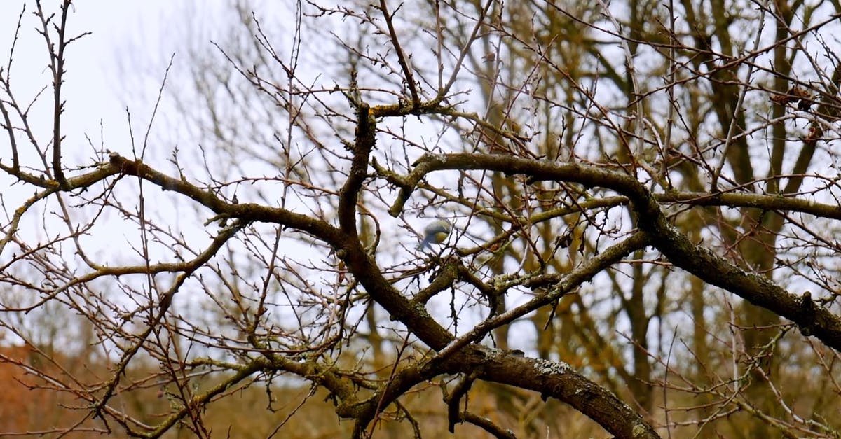 3700347|干枯树枝上的小鸟动物CC0视频素材