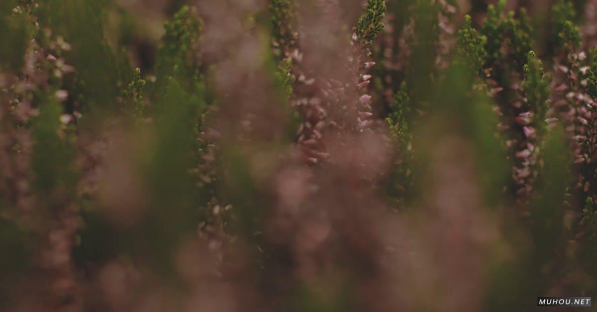 1494299|粉红色的灌木丛花朵CC0视频素材