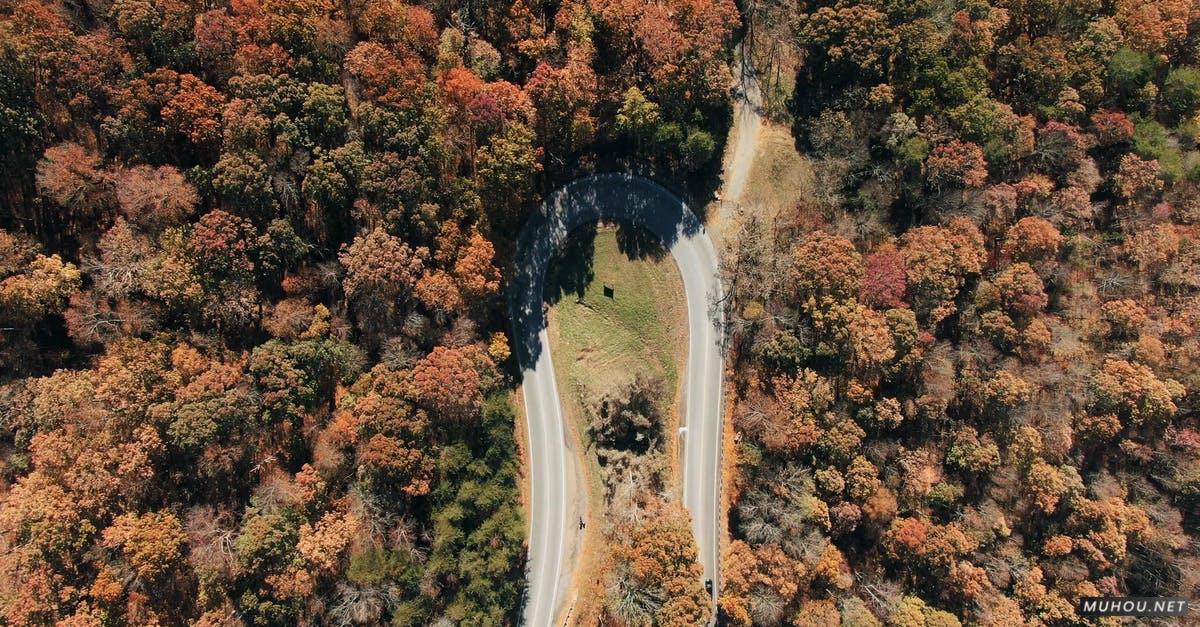 3249215|森林树木道路大疆DJI拍摄的4KCC0视频素材插图