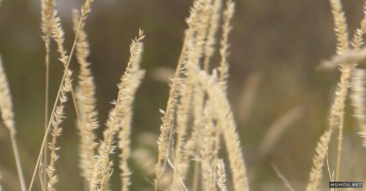 3219781|草地的枯黄的麦草实拍CC0视频素材插图