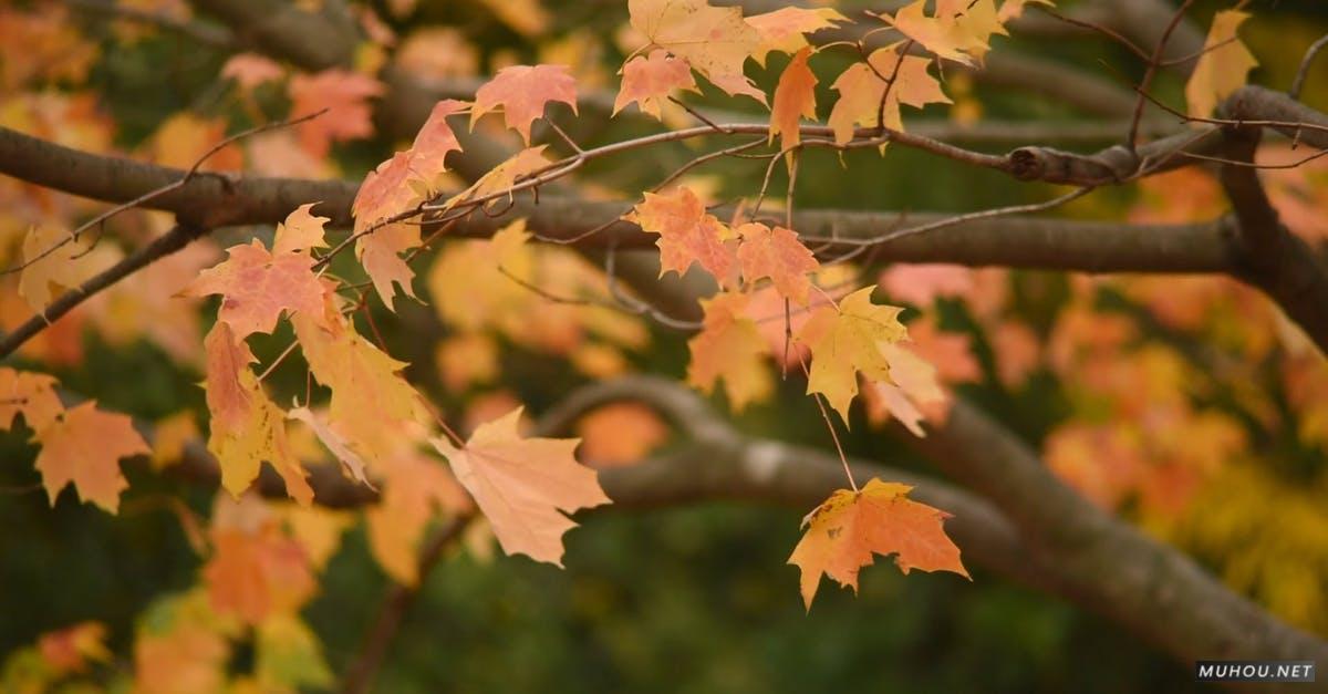 3105317|秋天的树木黄色枫叶CC0视频素材