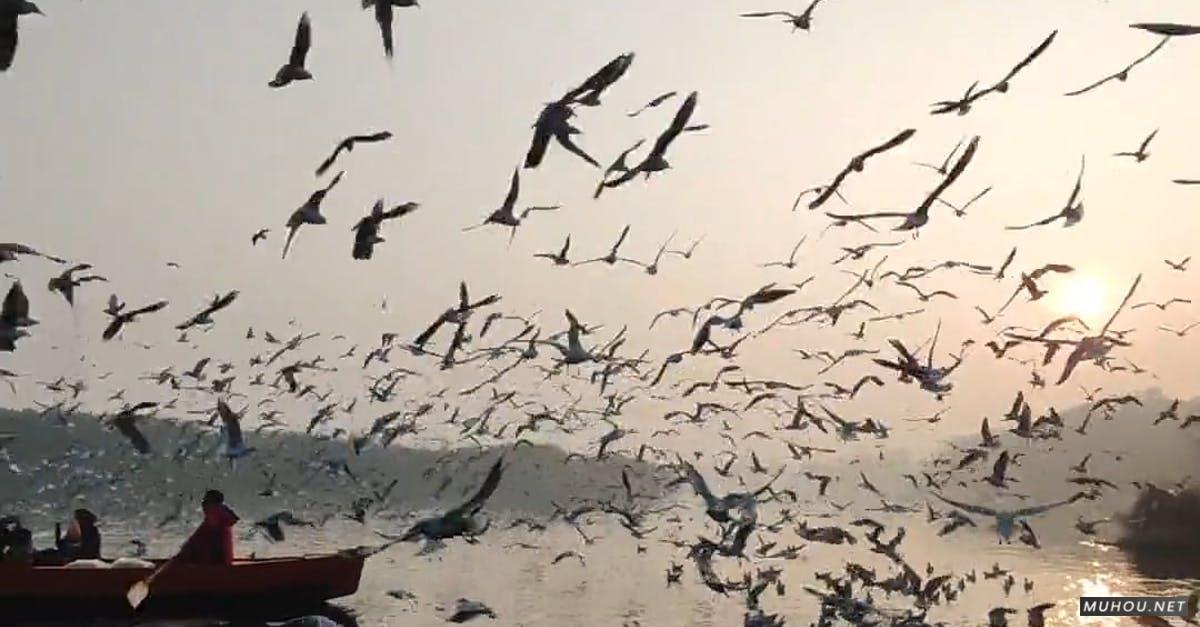 3324489|海面上的一群海鸥鸟群CC0视频素材插图
