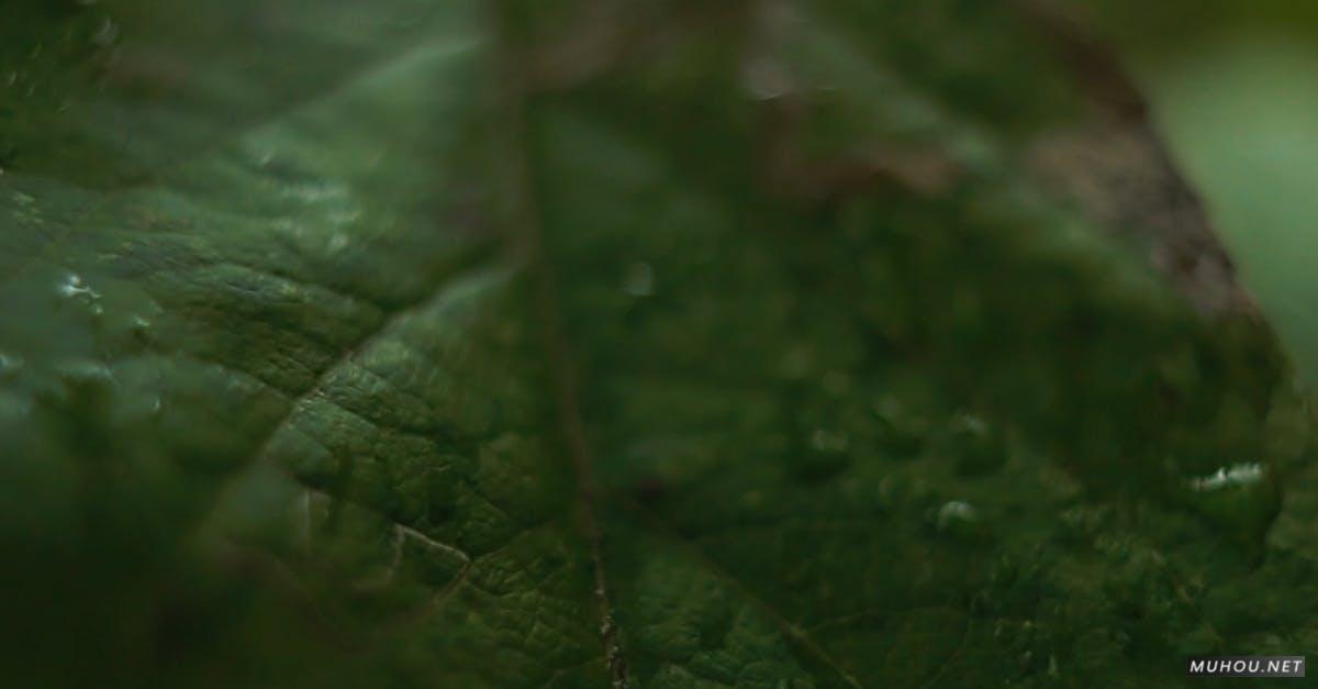 3224546|慢动作拍摄绿色树叶的纹理CC0视频素材插图