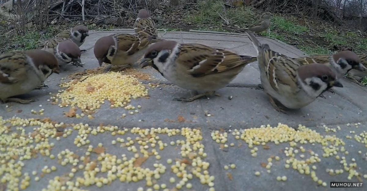 3594309|公园的野生小鸟吃米CC0视频素材插图