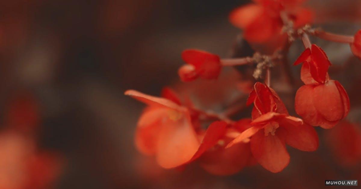 1494291|树枝上红色的花瓣花朵CC0视频素材