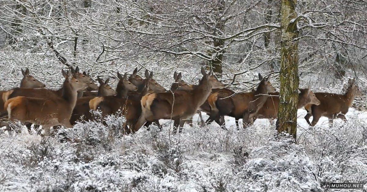 854686|一群鹿在寒冷天气雪地奔跑的CC0视频素材