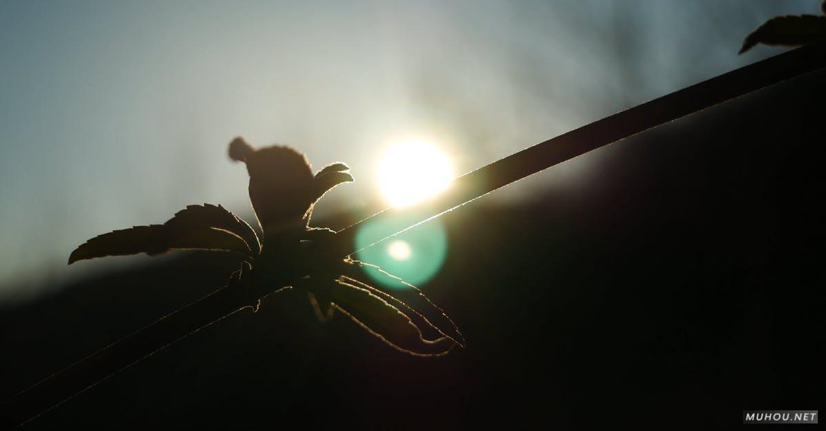 3529092|日出的阳光树干树叶4KCC0视频素材插图